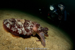 Cuttlefish and diver
Picture was taken with Macro-Widean... by Iyad Suleyman 